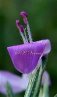  Stamens